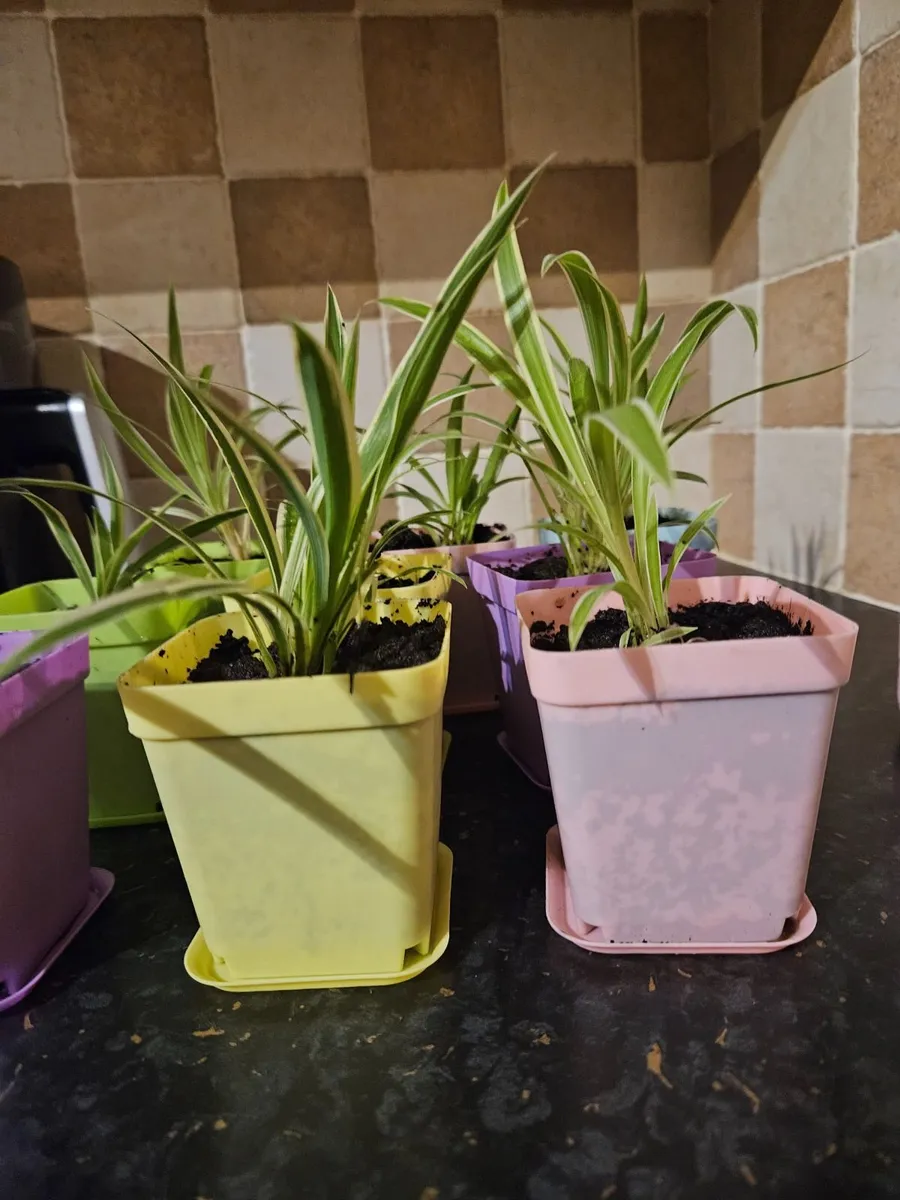 House plants - Image 3