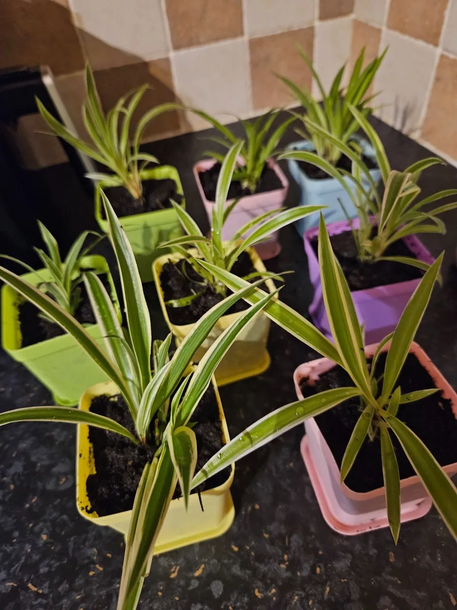 House plants - Image 4