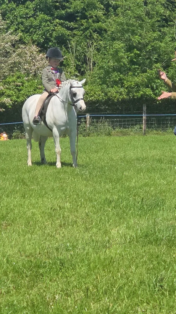 11.2 lead rein pony - Image 4