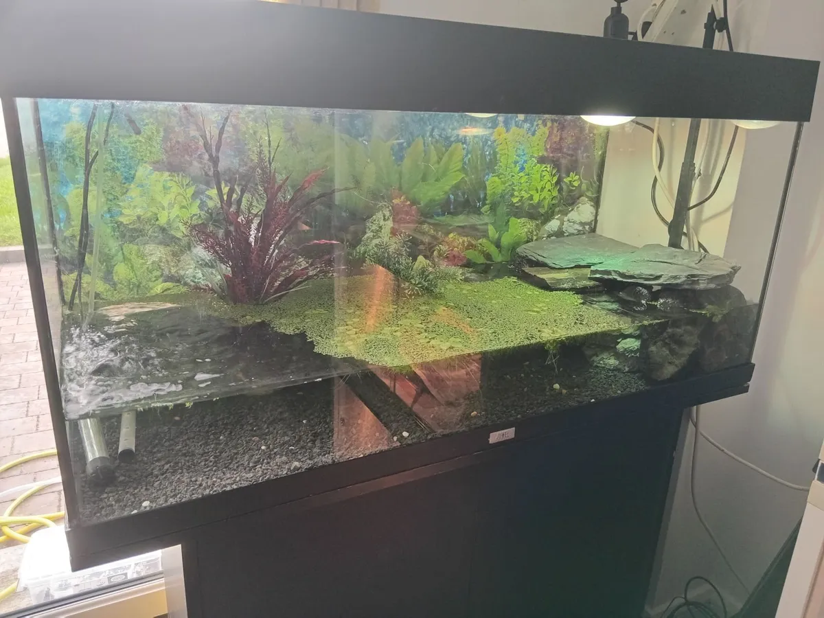 Caimen with complete set up - Image 2