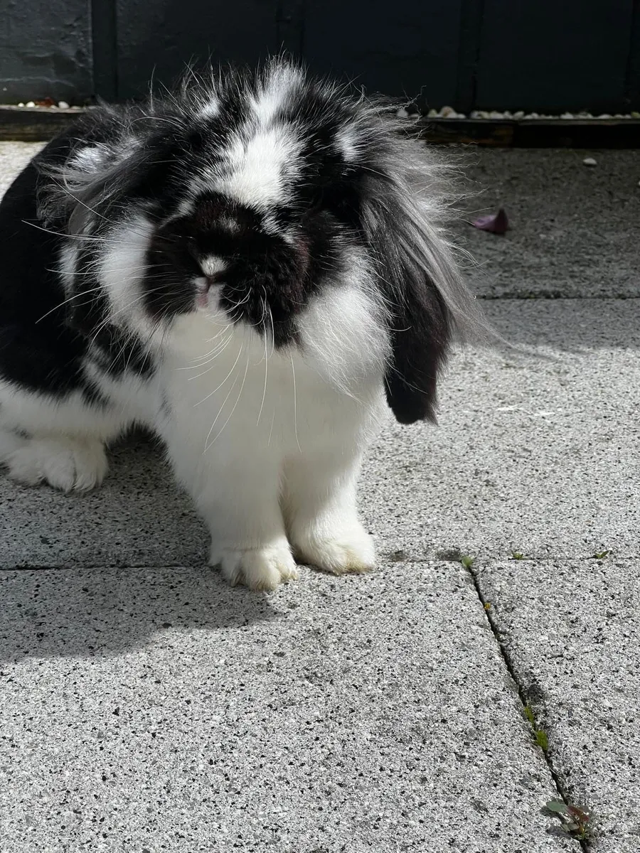 Bunnies - Image 2
