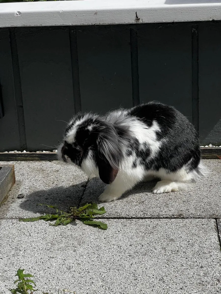 Bunnies - Image 3