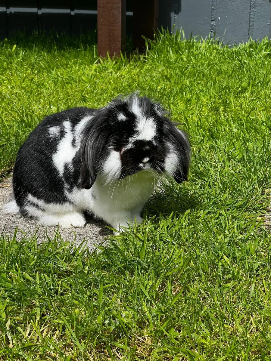 Bunnies - Image 1