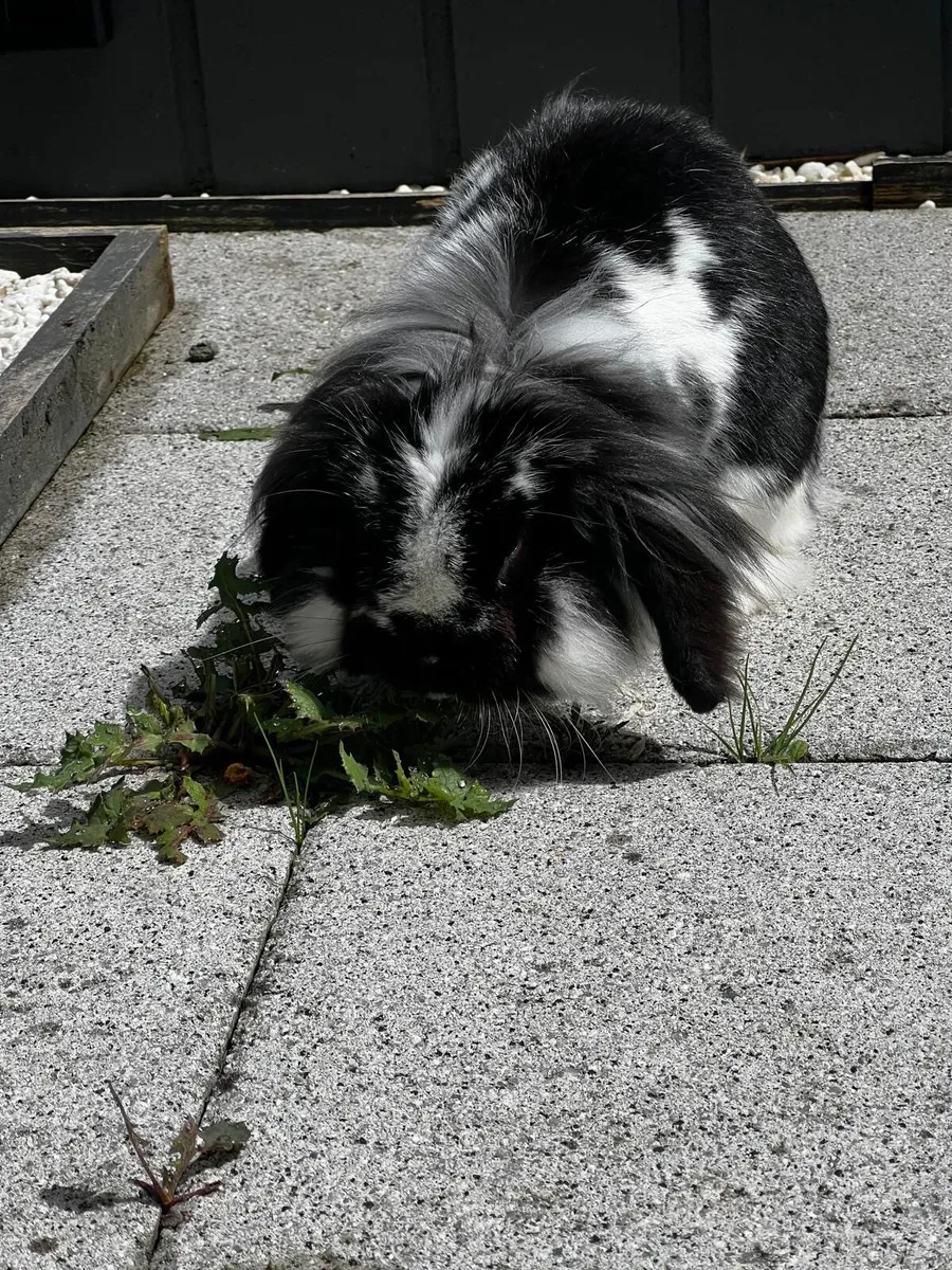 Bunnies - Image 4
