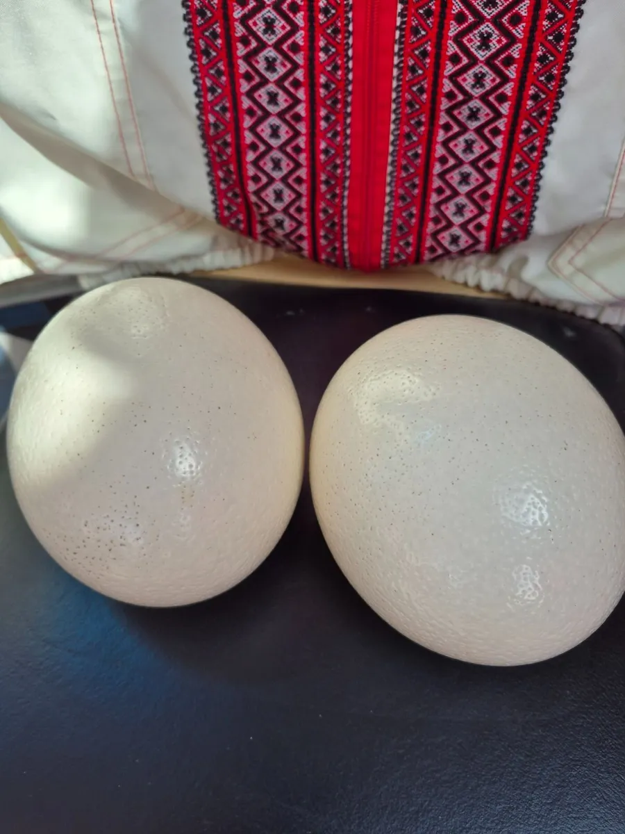 Fresh Irish Ostrich Eggs – Eating & Decorating - Image 1