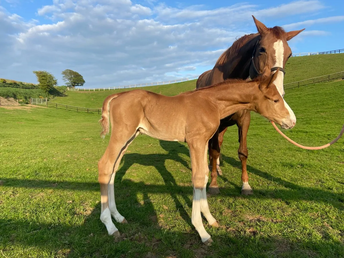 16.2hh Sporthorse Stallion at stud - Image 4
