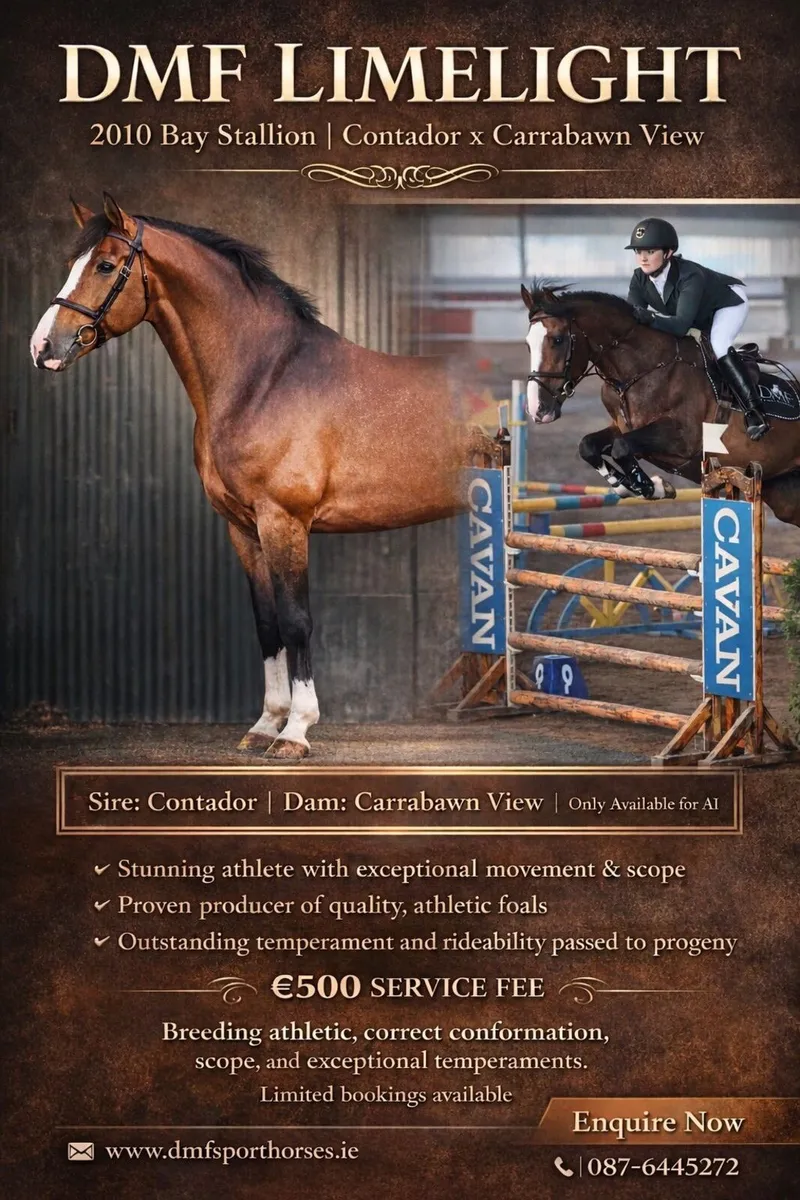 16.2hh Sporthorse Stallion at stud - Image 1