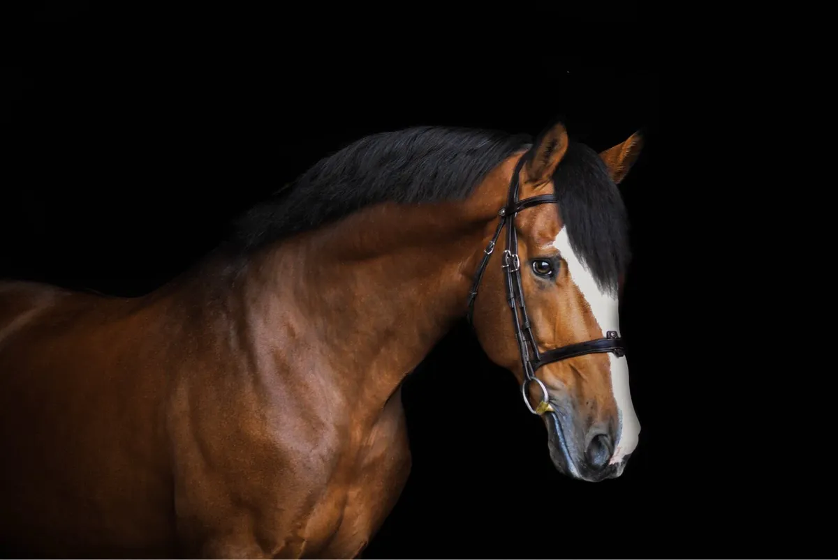 16.2hh Sporthorse Stallion at stud - Image 2