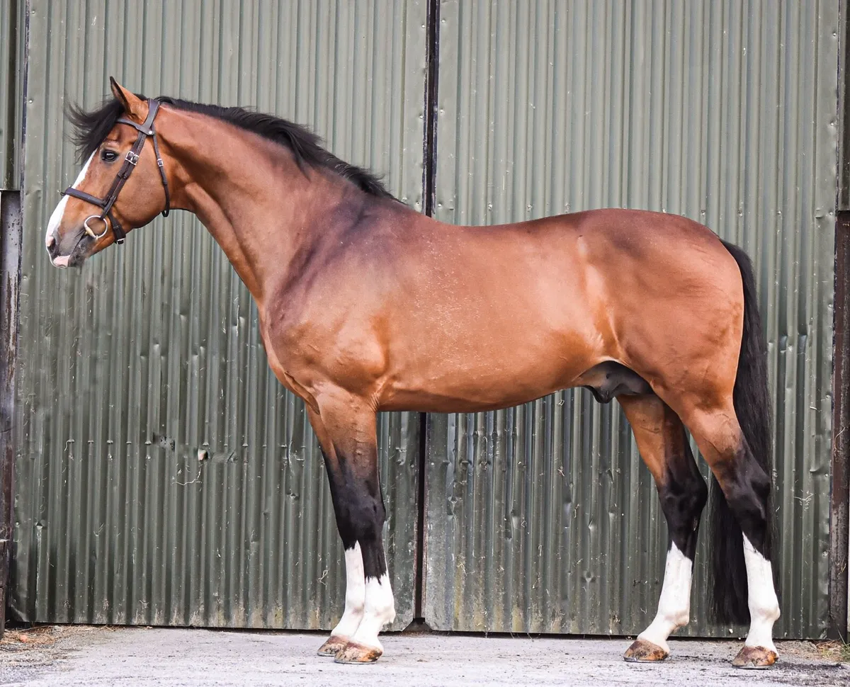 16.2hh Sporthorse Stallion at stud - Image 3