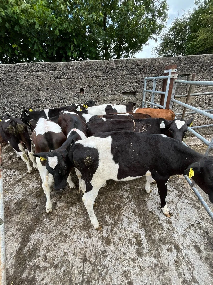 11weaned calves - Image 1