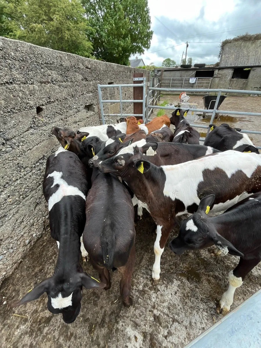 11weaned calves - Image 3