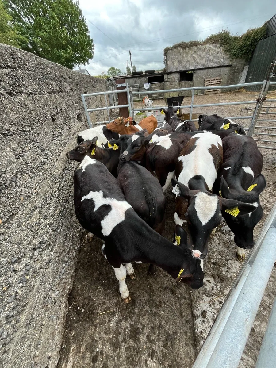 11weaned calves - Image 2