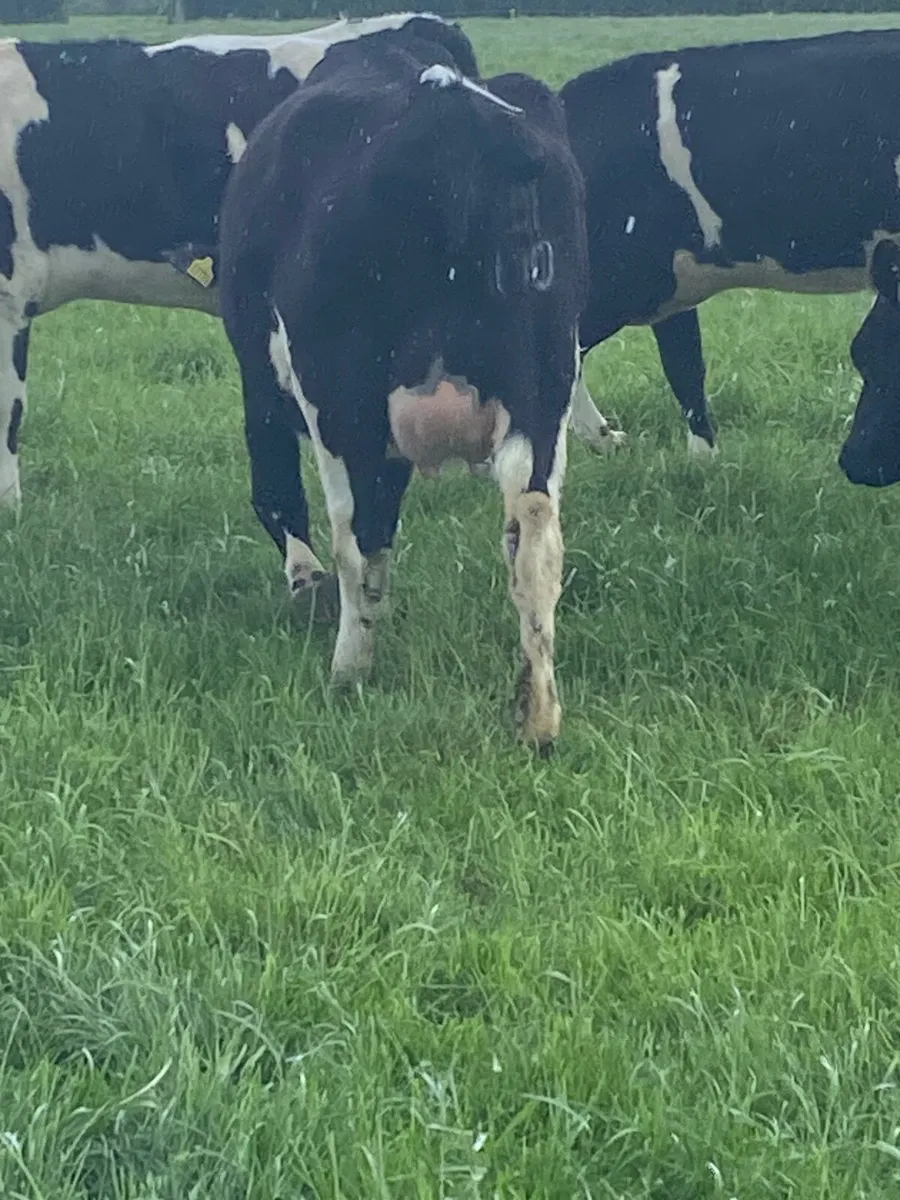 In calf heifer - Image 2