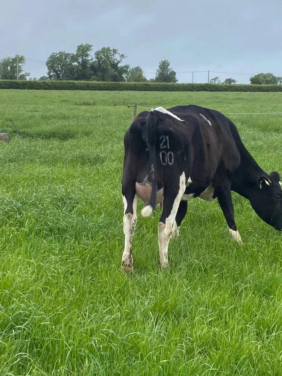 In calf heifer - Image 1