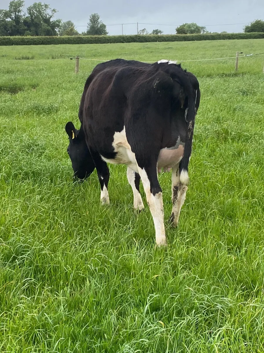 In calf heifer - Image 3