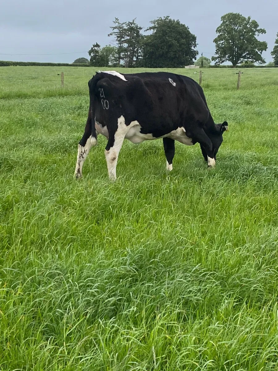 In calf heifer - Image 4