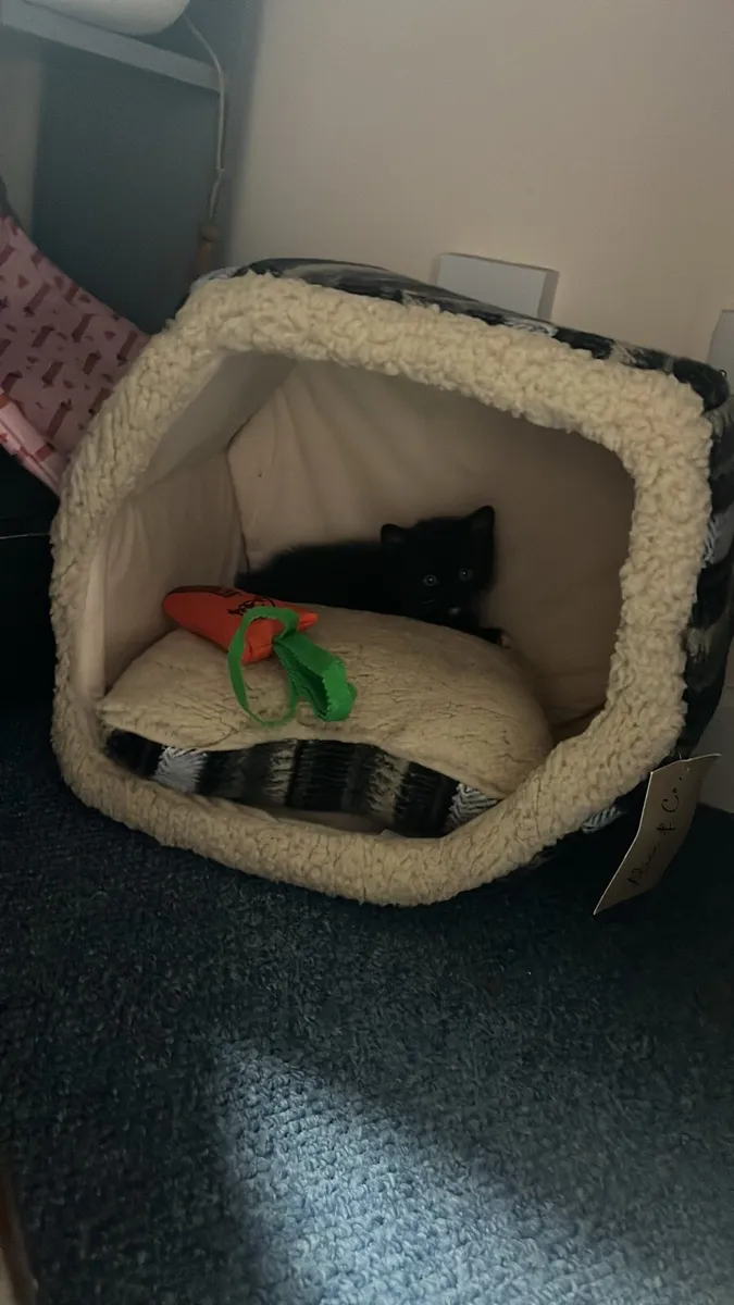 Kitten - Image 1