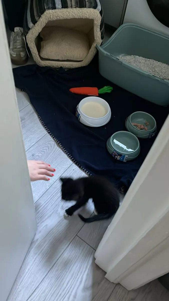 Kitten - Image 2