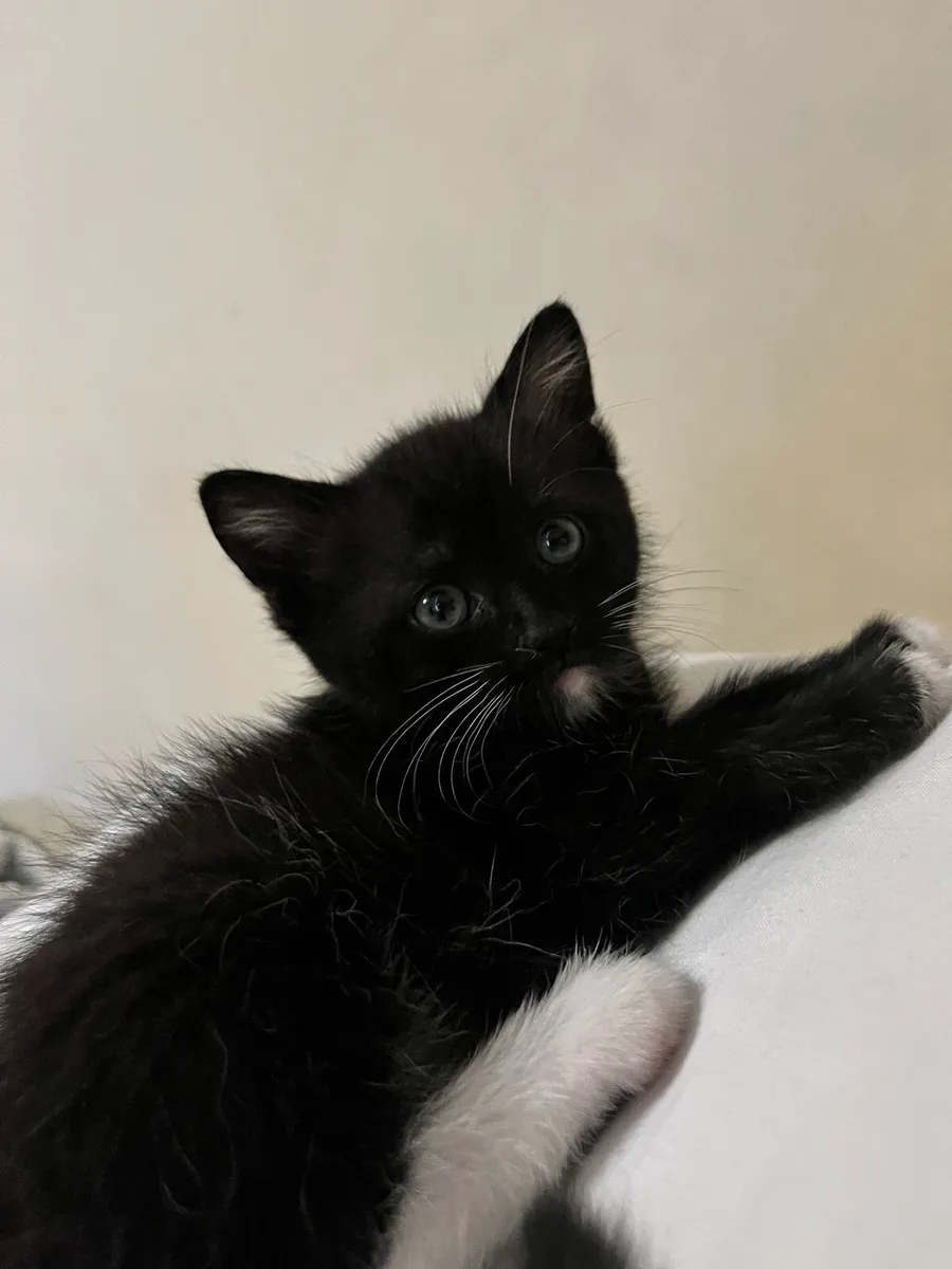 Kitten - Image 3