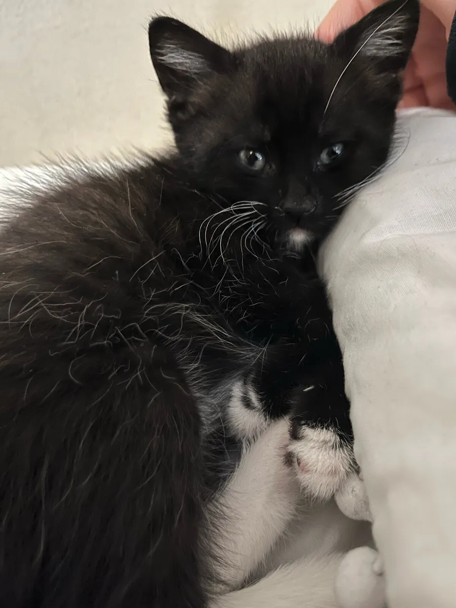 Kitten - Image 4
