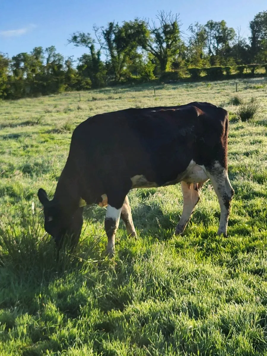 Cow to feed calves - Image 2