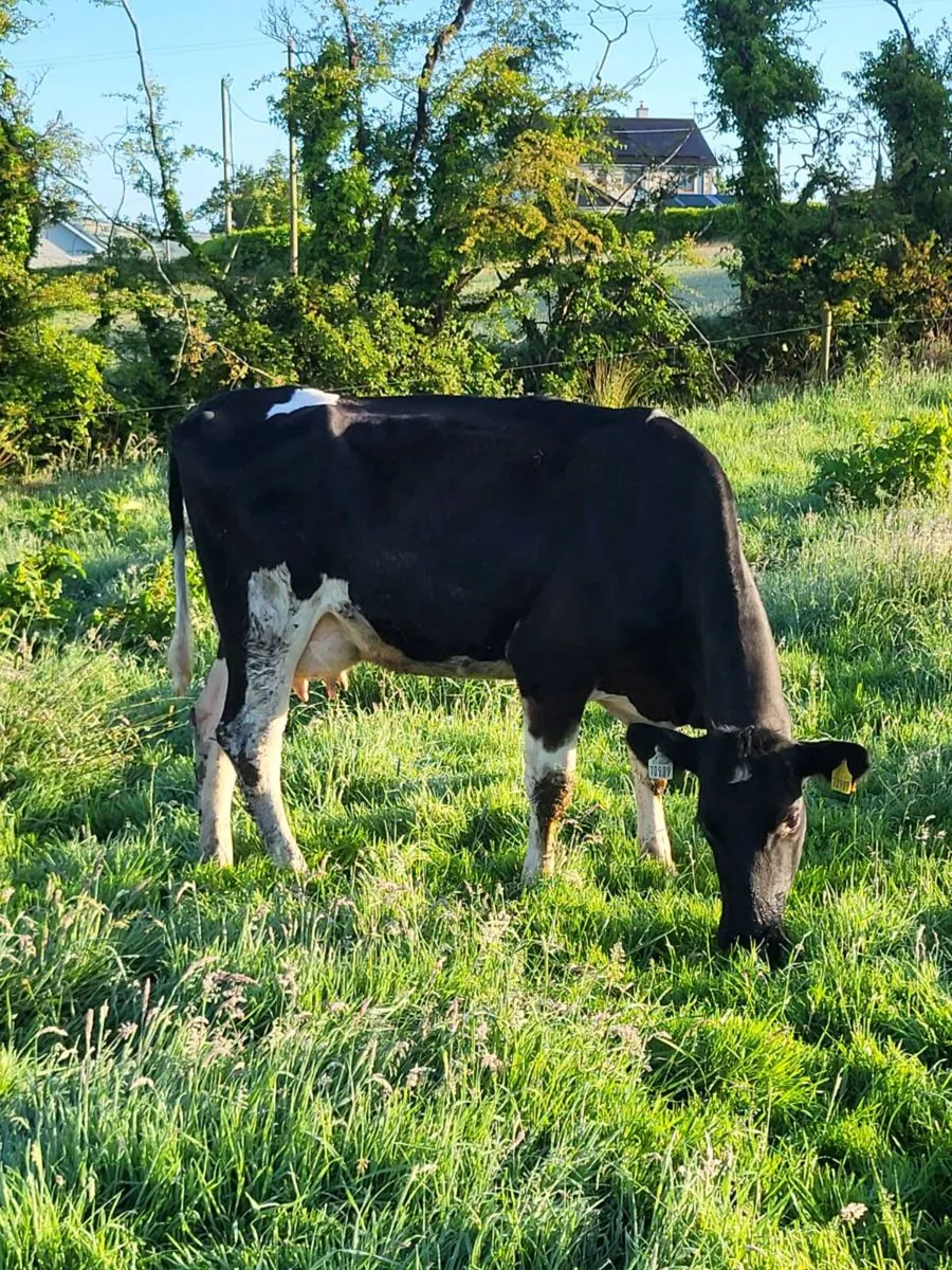 Cow to feed calves - Image 3
