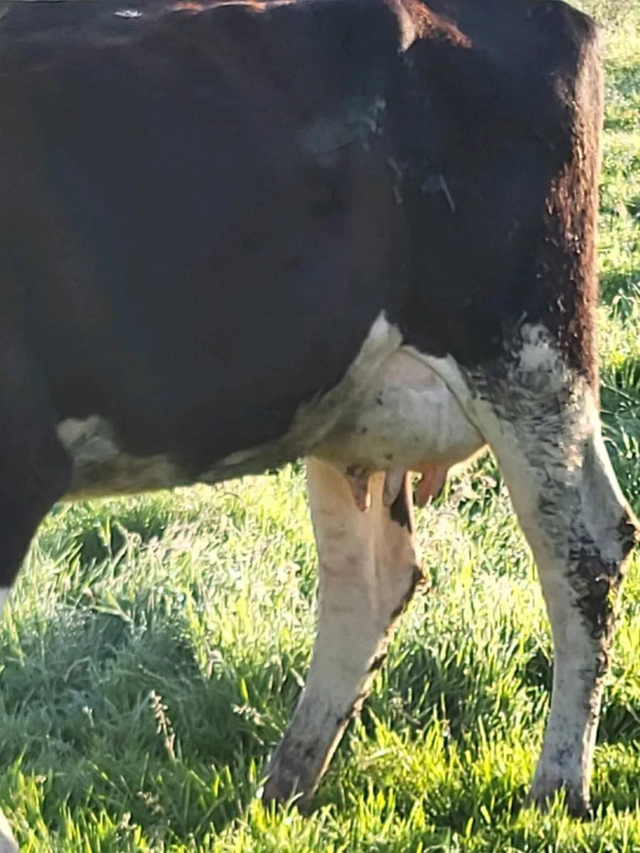 Cow to feed calves - Image 4