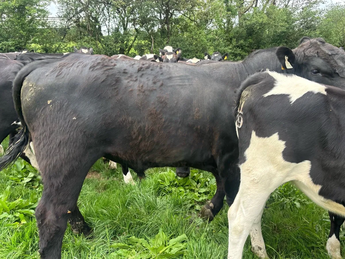 Stock bull - Image 3