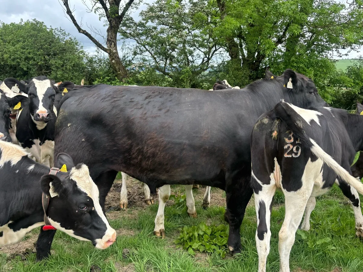Stock bull - Image 4