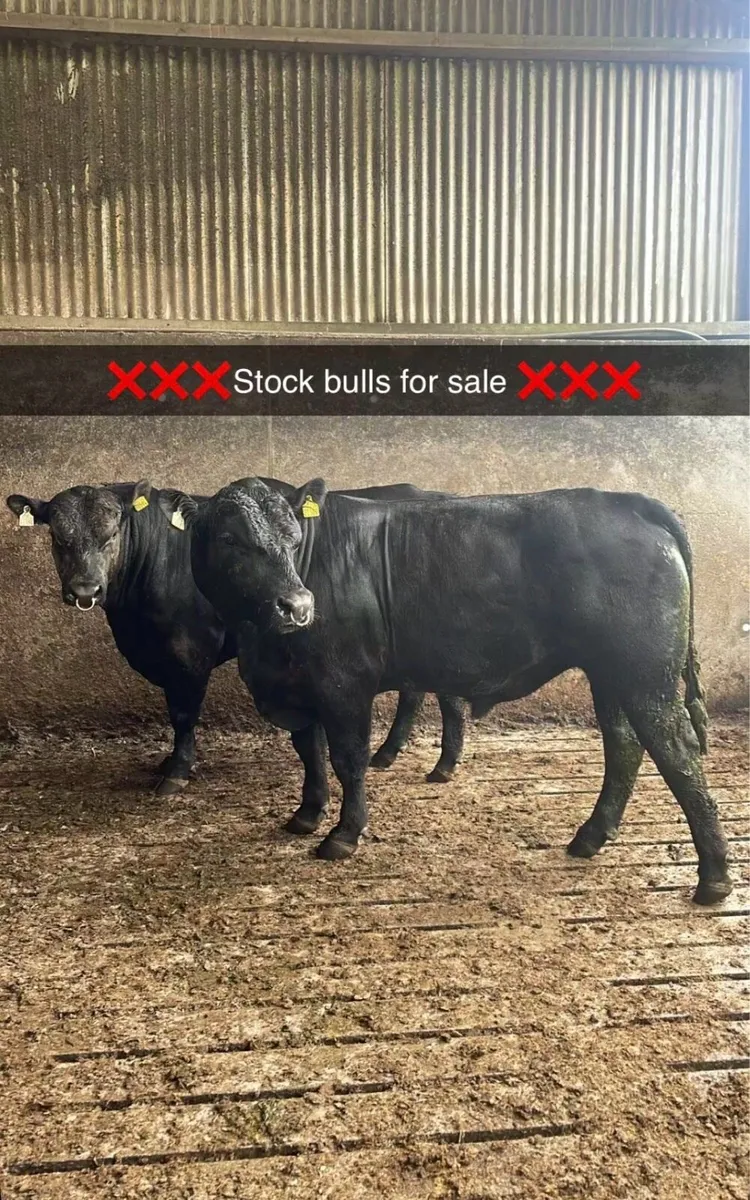 Stock bull - Image 1
