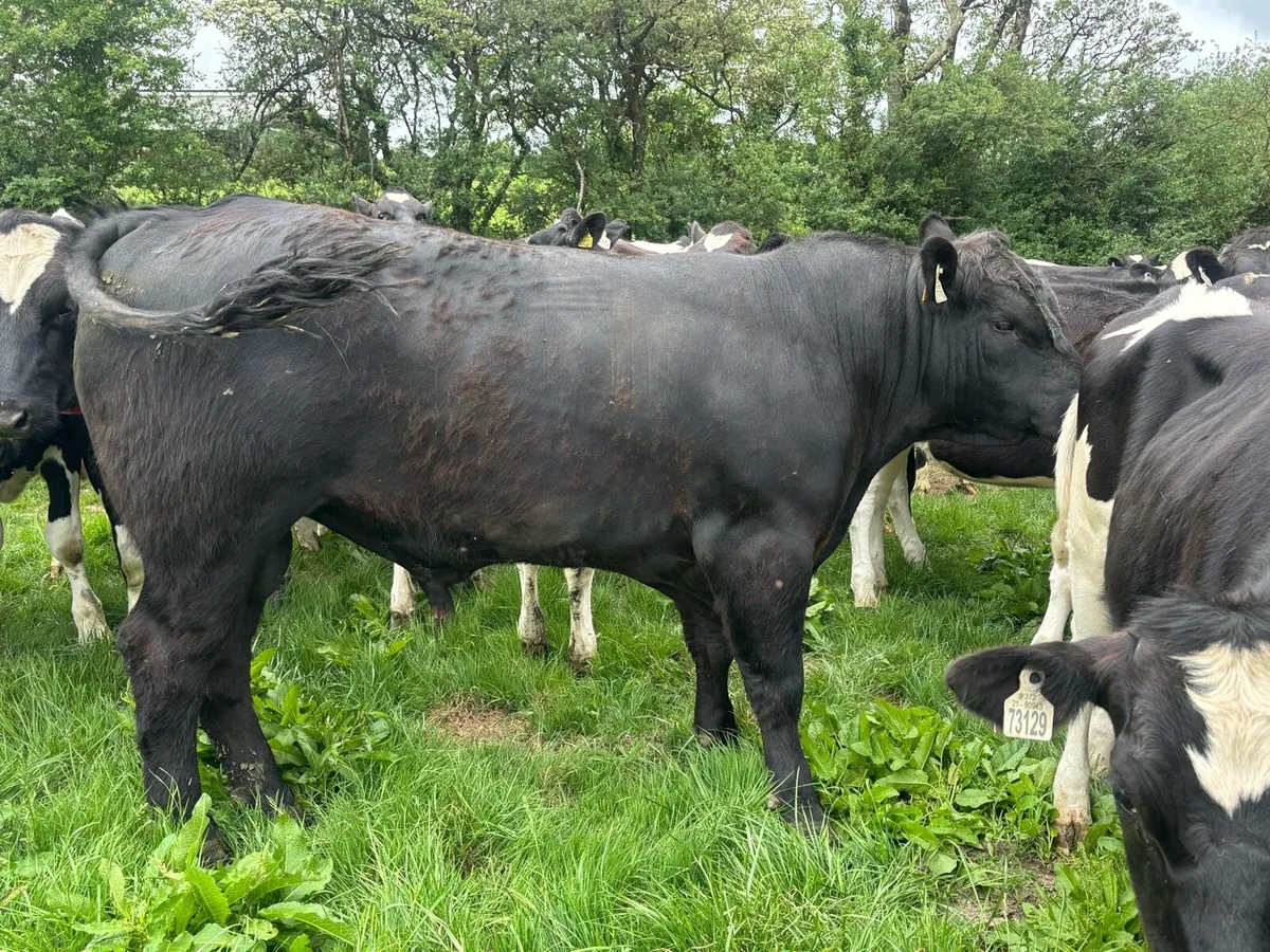 Stock bull - Image 2