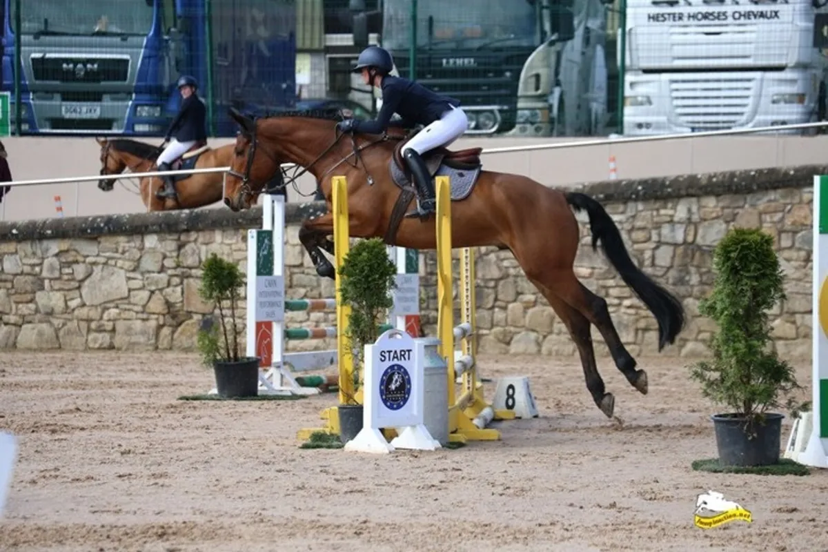 Safe 7yo Gelding- all rounder/showjumper - Image 3