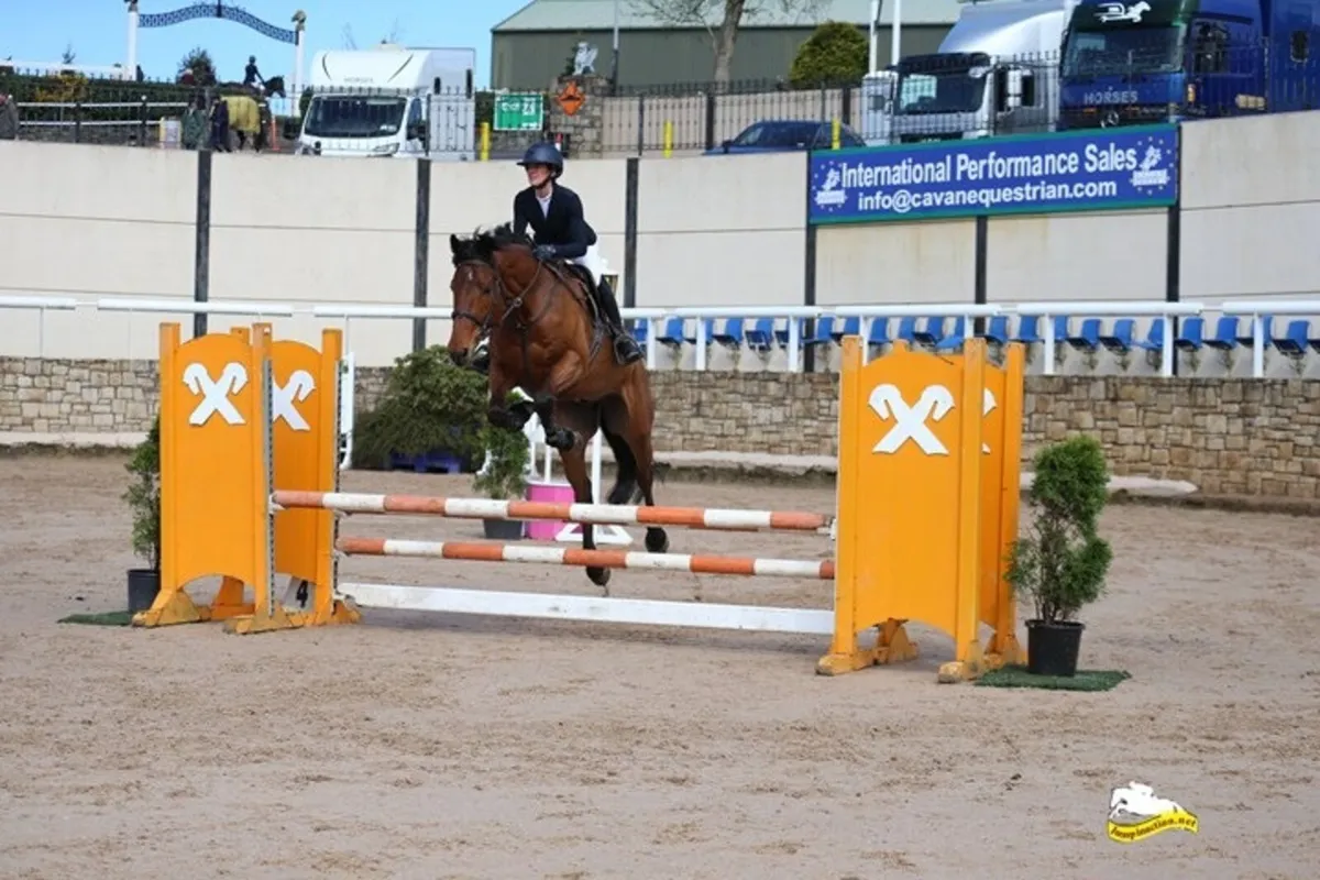 Safe 7yo Gelding- all rounder/showjumper - Image 4