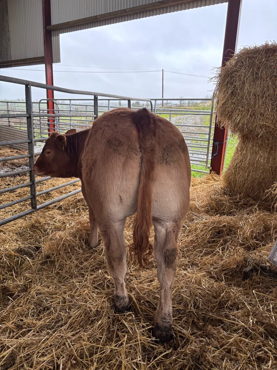 ***Exceptional Ped LM heifer*** - Image 2
