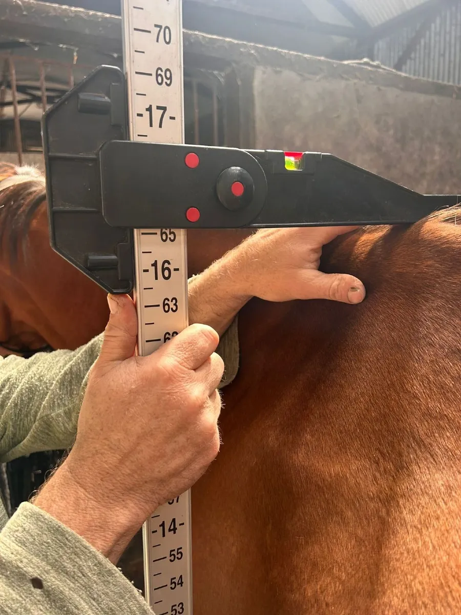 Horse - Image 3