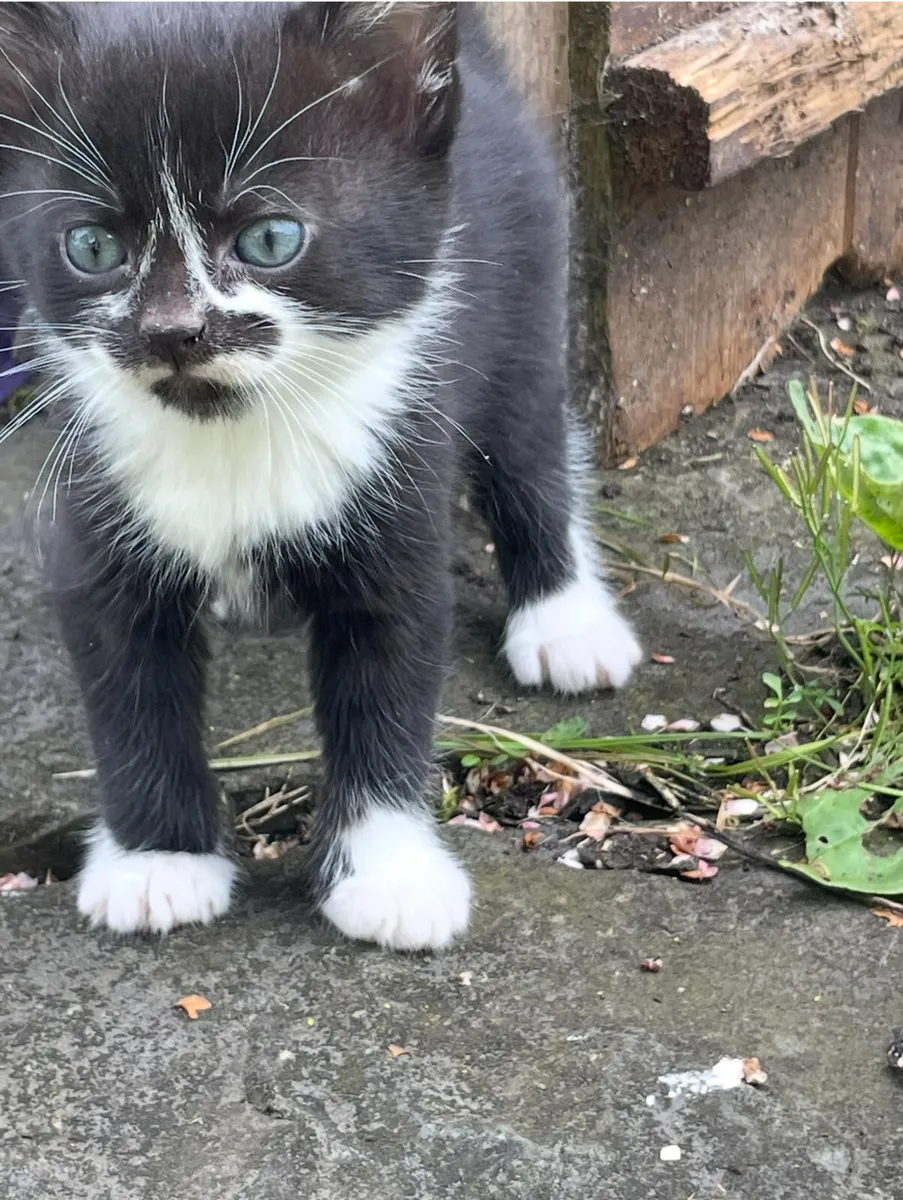 Kitten’s - Image 1