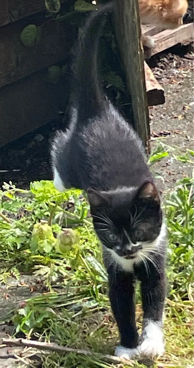 Kitten’s - Image 2