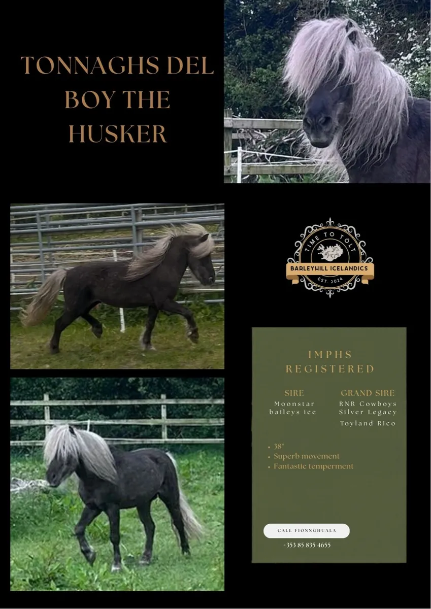 🌟 AT STUD: 38” REGISTERED SILVER DAPPLE 🌟 - Image 1