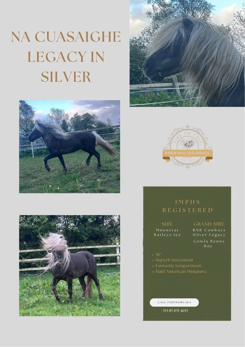 🌟 QUALITY AT STUD: 36” SILVER DAPPLE STALLION 🌟 - Image 1