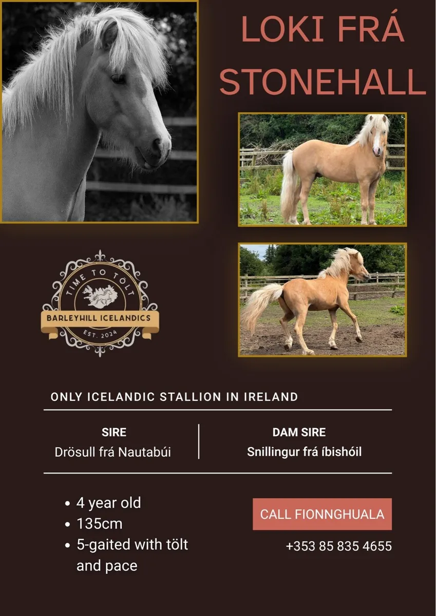 🌟 IRELAND’S ONLY ICELANDIC STALLION AT STUD 🌟 - Image 1