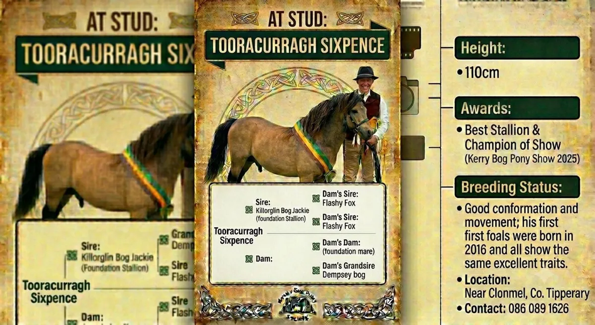 Kerry Bog Pony available for Stud - Image 1