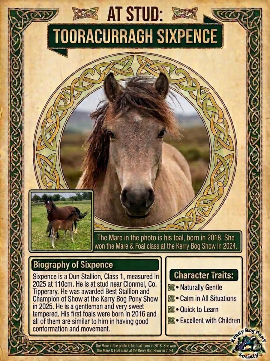 Kerry Bog Pony available for Stud - Image 2