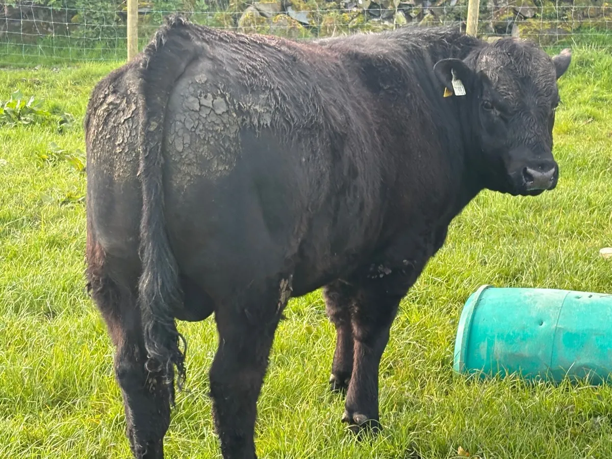 Pedigree Angus bulls for sale - Image 4