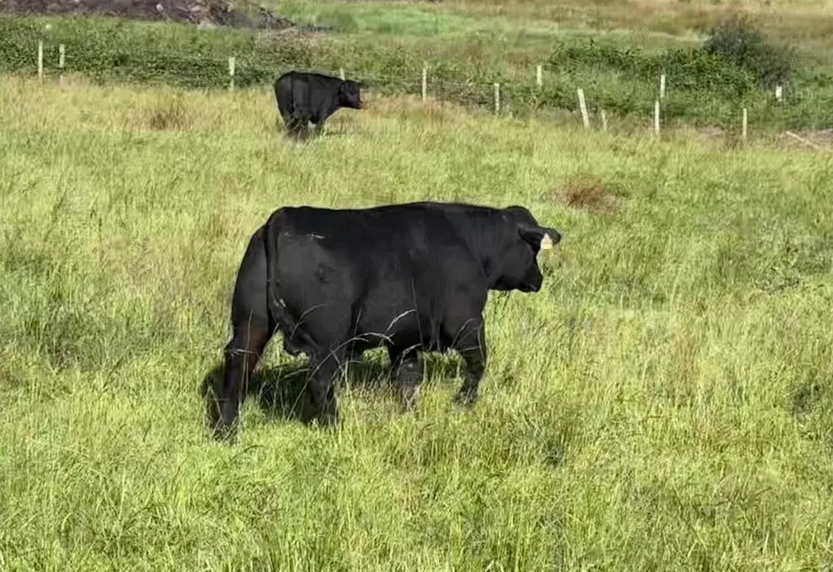 Pedigree Angus bulls for sale - Image 2