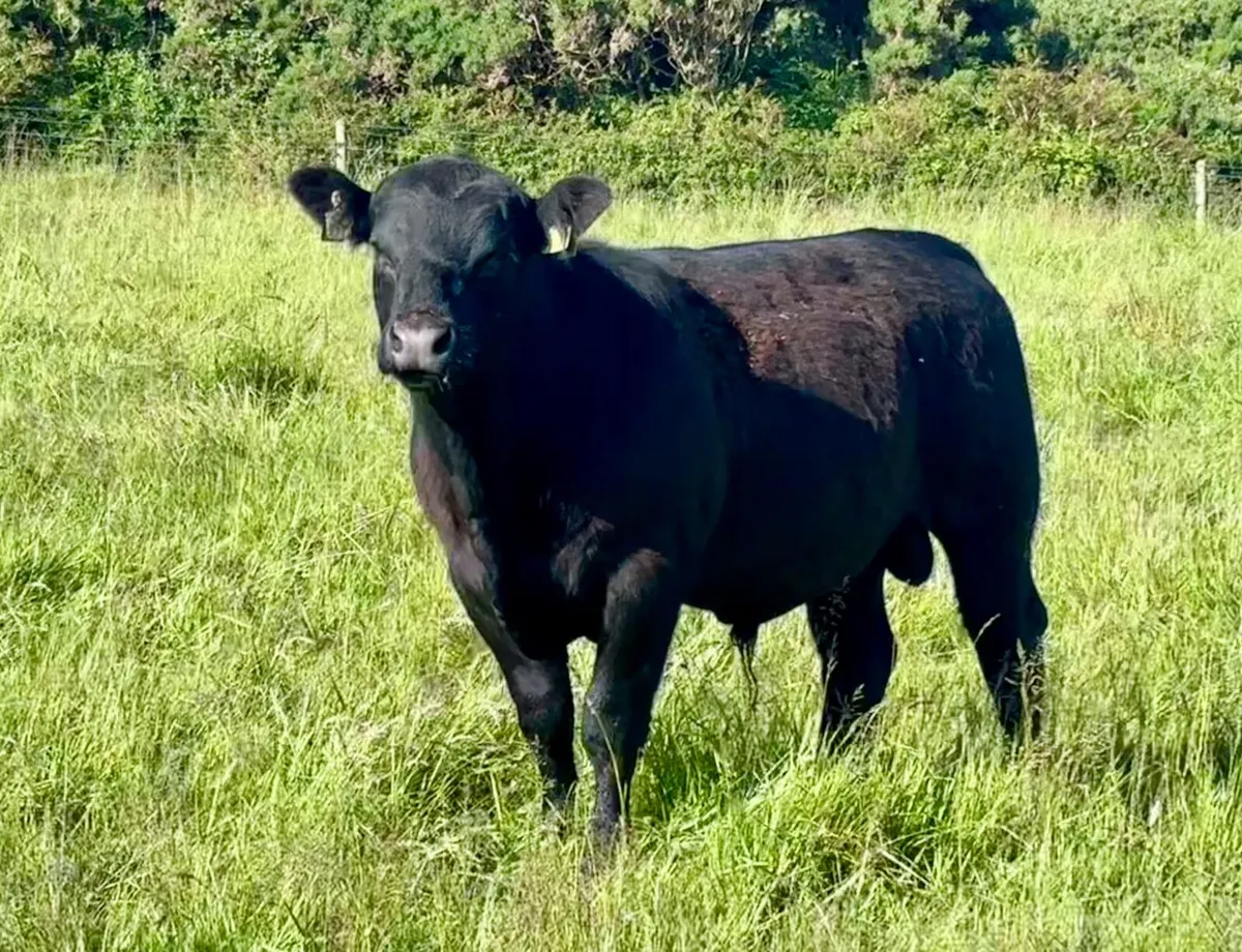 Pedigree Angus bulls for sale - Image 3