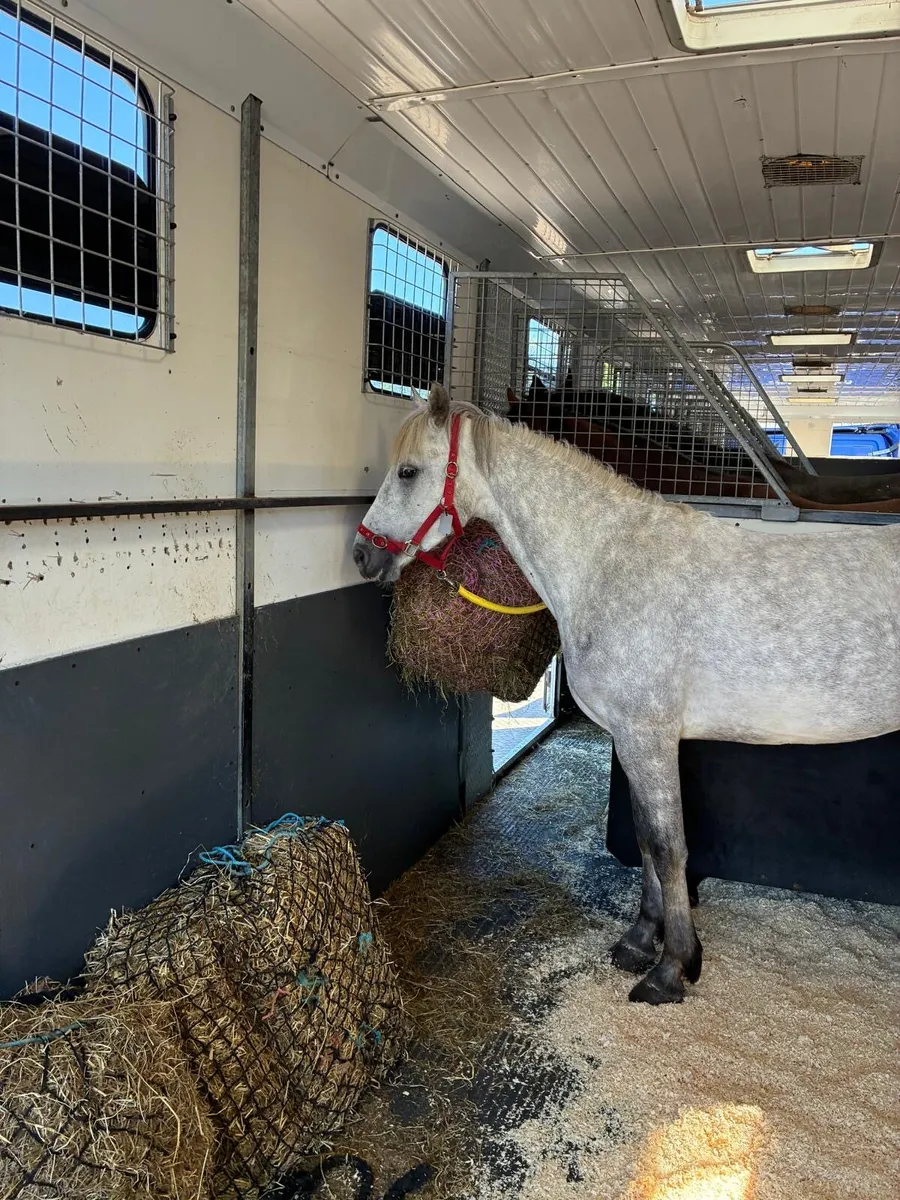 Sweden horse transport - Image 2