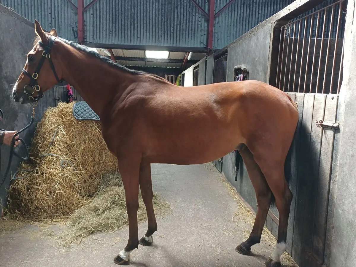 Horse - Image 1