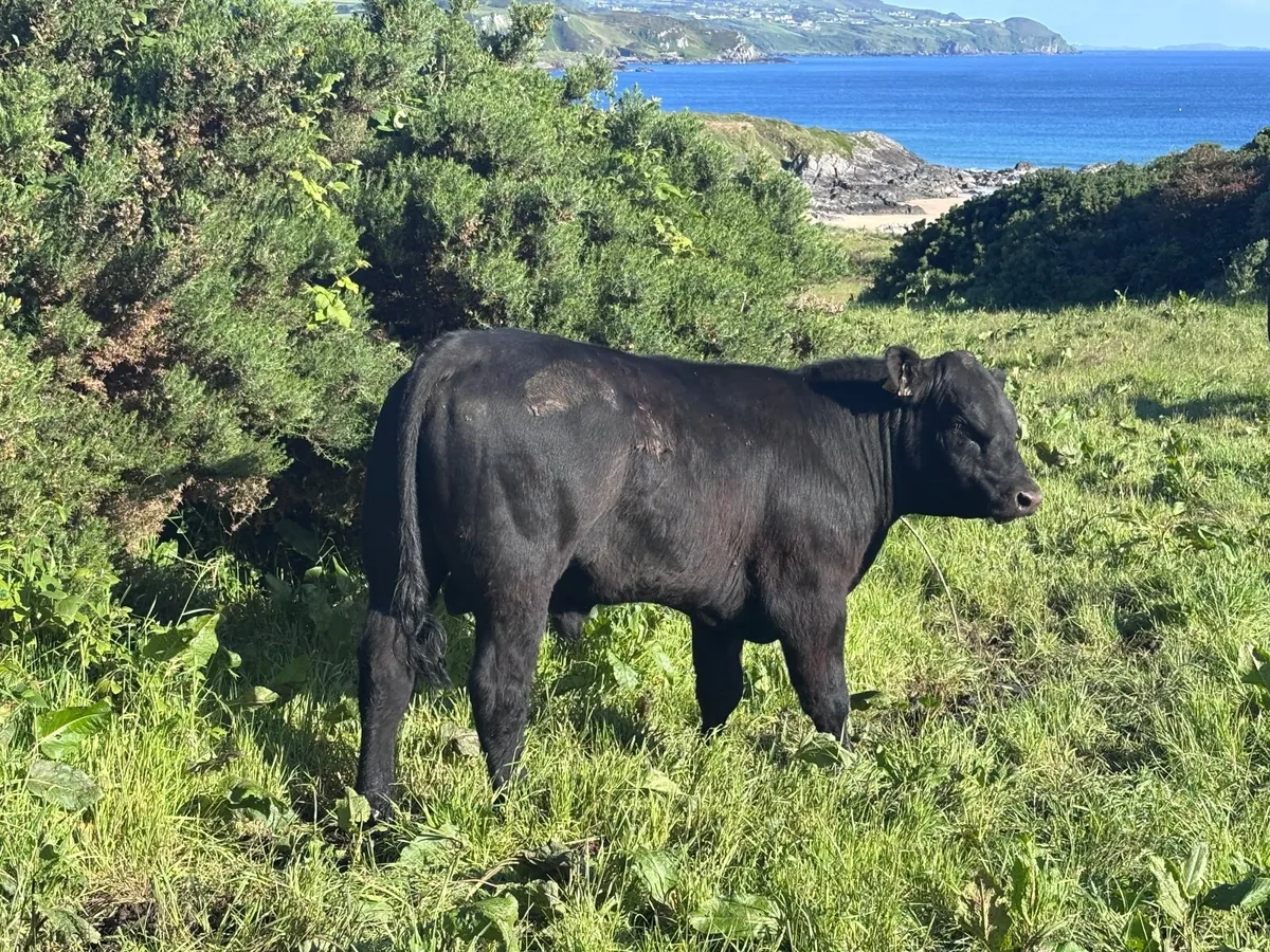 Pedigree Angus bulls for sale - Image 1