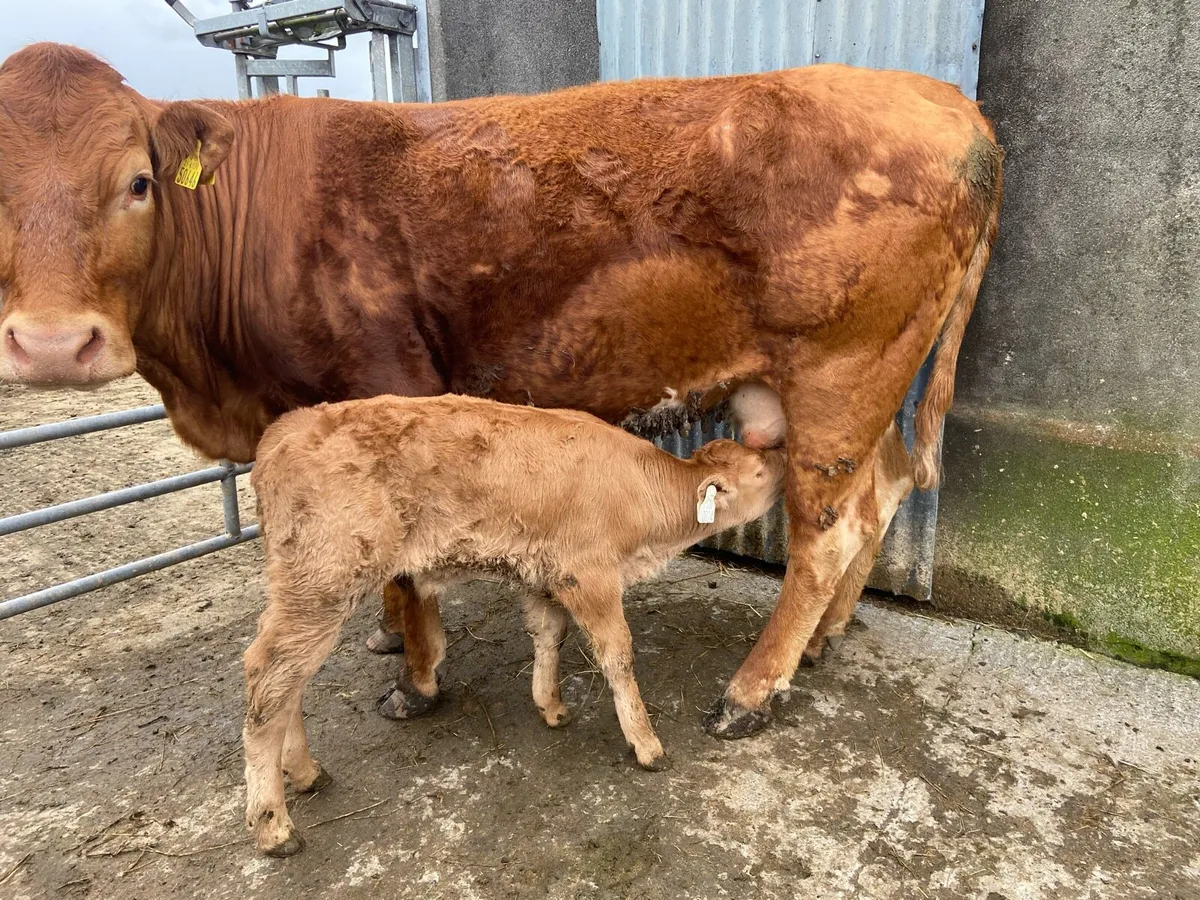 Limousin Cows with Calves at Foot - Image 2