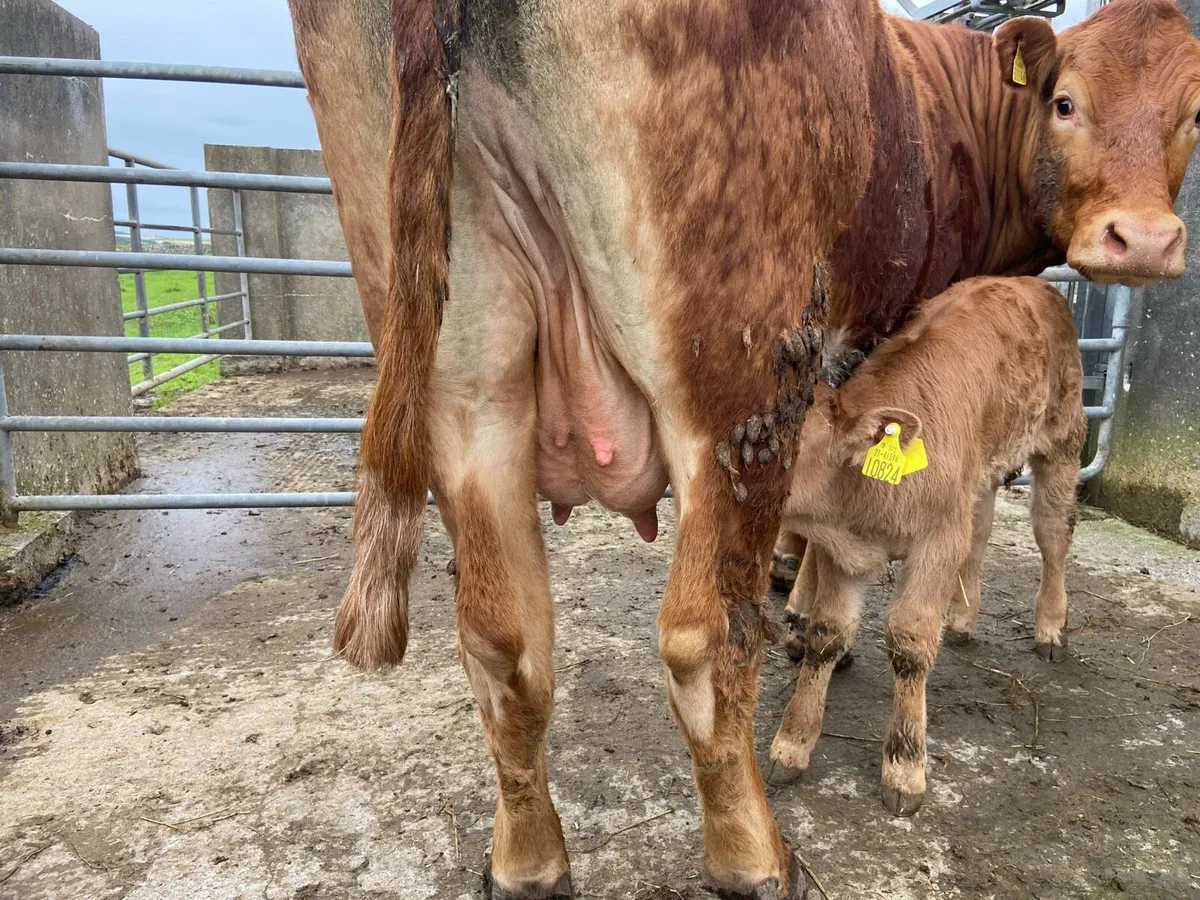 Limousin Cows with Calves at Foot - Image 3